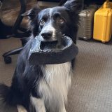 Wave the Wonder Dog