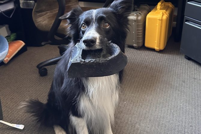 Wave the Wonder Dog