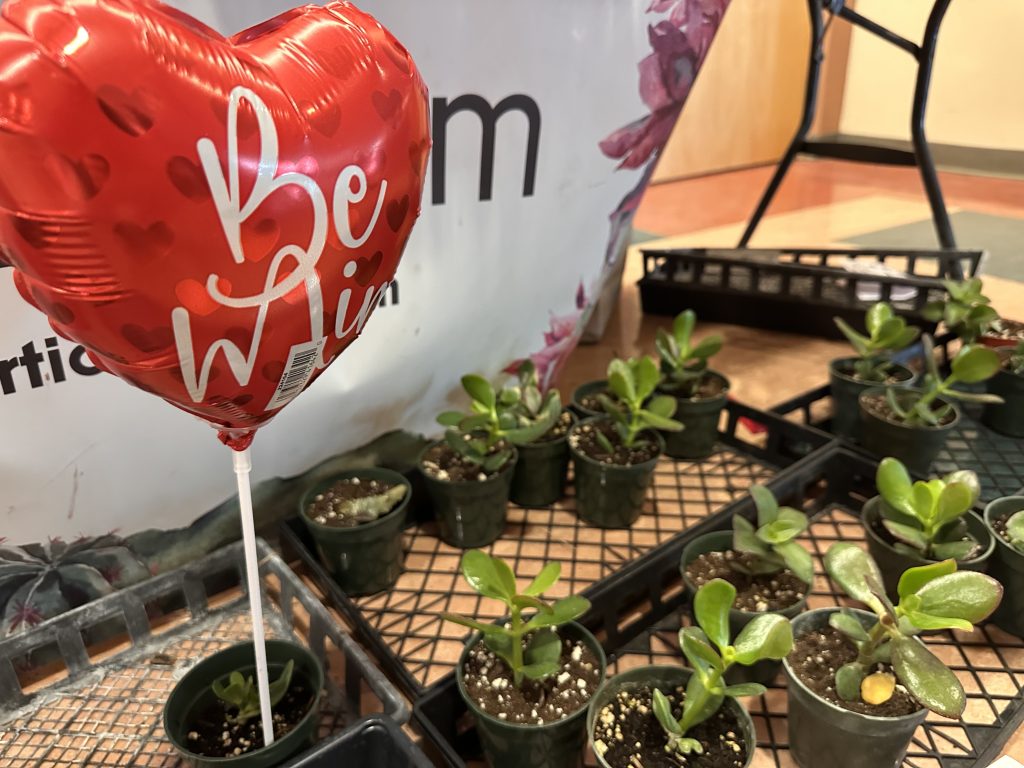 Plants with Valentines Balloon on display at Horticulture Forum Sale